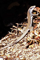 Cape Giant Whiptail