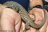 Cape Giant Whiptail