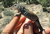 Cape Giant Whiptail 
