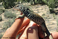 Cape Giant Whiptail