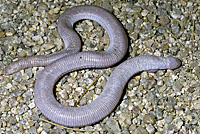 Five-toed Worm Lizard