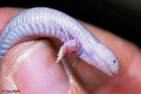 Five-toed Worm Lizard