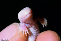 Five-toed Worm Lizard