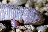 Five-toed Worm Lizard