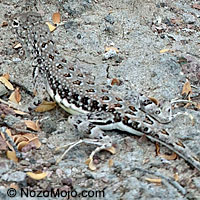 Carmen Island Zebra-tailed Lizard