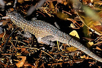 Side-blotched Lizard