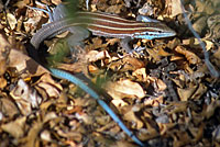 Isla Carmen Whiptail