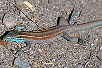 Isla Carmen Whiptail