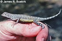 Carmen Island Zebra-tailed Lizard