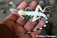 Carmen Island Zebra-tailed Lizard