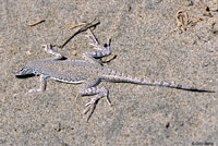 Viscaino zebra-tailed lizard