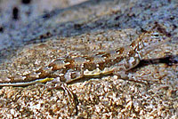 zebra-tailed lizard