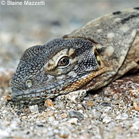 Cape Spiny-tailed Iguana