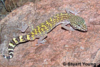 Side-blotched Lizard