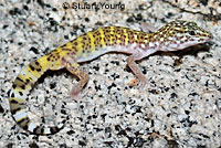 Side-blotched Lizard