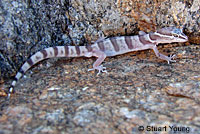 Viscaino Zebra-tailed Lizard