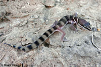 Viscaino Zebra-tailed Lizard