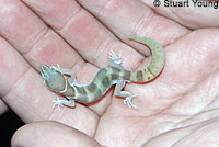 Viscaino Zebra-tailed Lizard