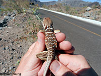 Side-blotched Lizard