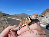 Side-blotched Lizard