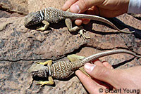 Side-blotched Lizard