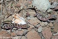 Viscaino Zebra-tailed Lizard