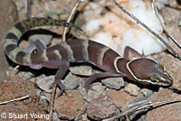 Viscaino Zebra-tailed Lizard