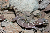 Viscaino Zebra-tailed Lizard