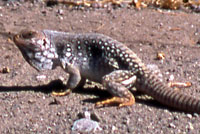 Desert Iguana