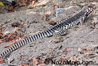 Desert Iguana