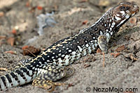 Desert Iguana