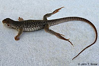 Desert Iguana