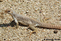 Desert Iguana