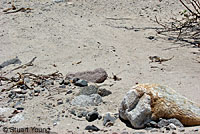 desert iguana