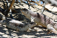 desert iguana