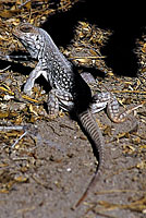 Desert Iguana