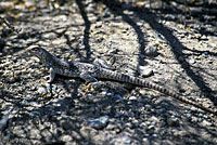 desert iguana