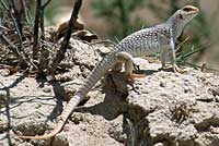 desert iguana