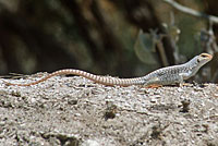 Desert Iguana