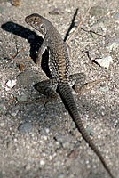 Desert Iguana