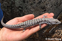 Viscaino Zebra-tailed Lizard