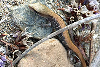 Viscaino Zebra-tailed Lizard