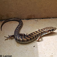 Side-blotched Lizard