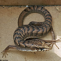 Side-blotched Lizard