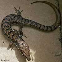 Side-blotched Lizard