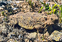 Side-blotched Lizard