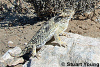 Side-blotched Lizard