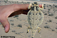 Side-blotched Lizard