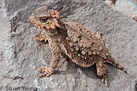 Side-blotched Lizard