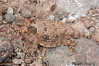 Side-blotched Lizard